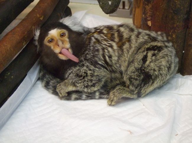 アーケード街のペットショップにいた<br /><br />お猿さん。