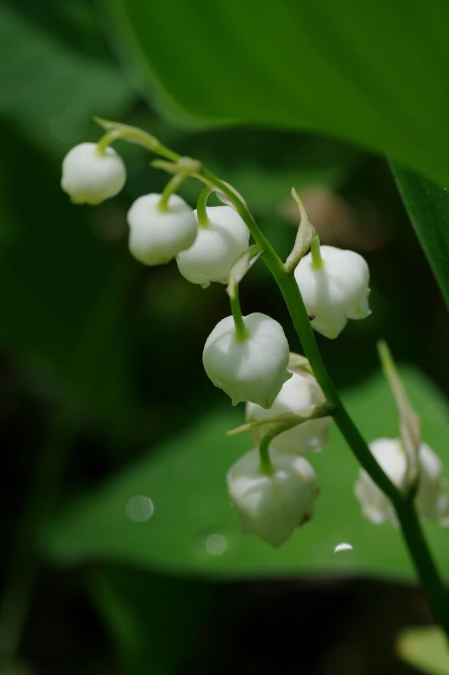 可憐なすずらんの群生に会いに山梨県のすずらんの里 芦川町へ 山梨市 山梨県 の旅行記 ブログ By Canさん フォートラベル 可憐なすずらんの群生に会いに山梨県のすずらんの里 芦川町へ 山梨市 山梨県 の旅行記 ブログ By Canさん フォートラベル