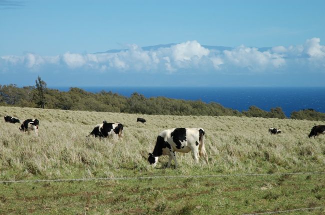 さて今日はコハラ方面へ出かけます。<br />青い海と空、白い雲、頬をなでる乾いた風、のどかな牧歌的風景、リゾートの教科書のようなノース・コハラ・・<br />海の向こうにそびえる山は、マウイ島ハレアカラ。