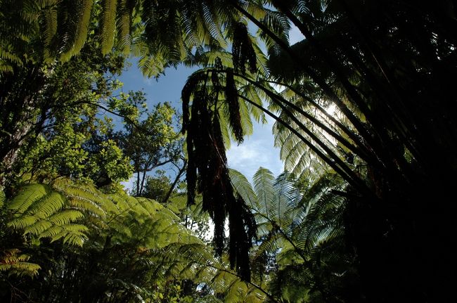 ボルケーノ内の噴火口や溶岩トンネルなどの周辺は、鬱蒼としたジャングルです。
