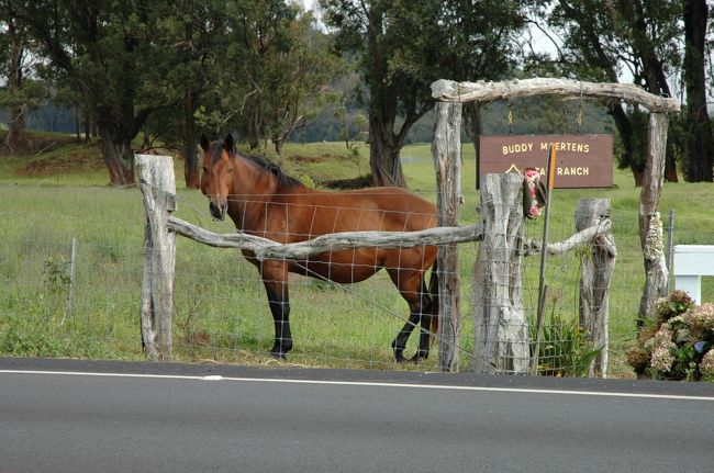 ワイメアを越えて、ノスタルジックな街ホノカアへ行きました。