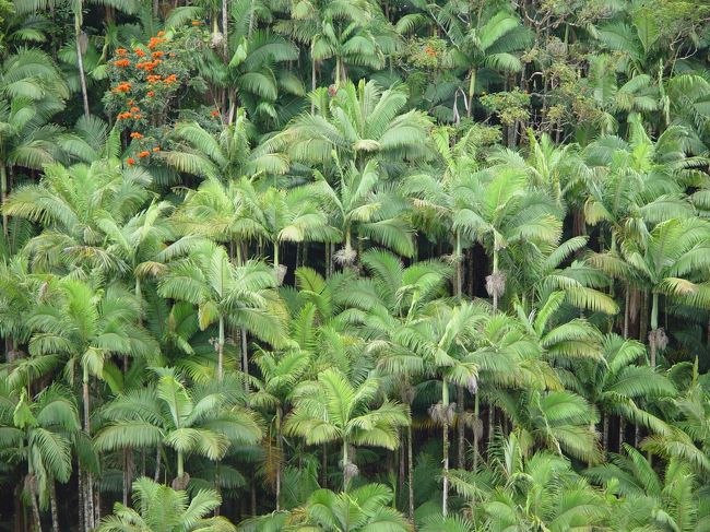 ハマクア・コーストの熱帯林。
