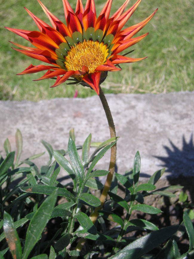 滝の近くにはこんなきれいな花が。