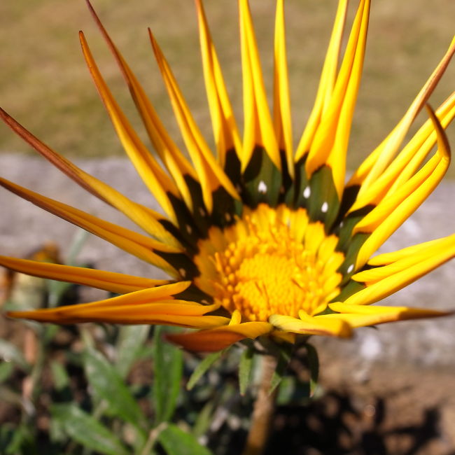 きれいなのでもう一枚。