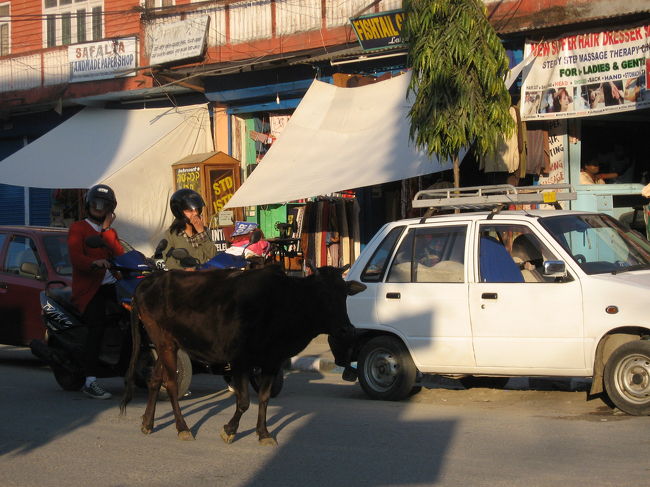 普通に牛が歩いてます。