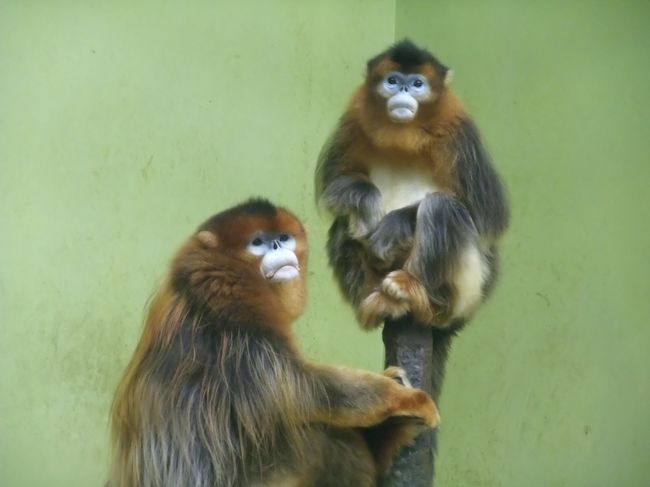 さようならキンシコウ 東山動植物園 千種 今池 愛知県 の旅行記 ブログ By Sallyさん フォートラベル さようならキンシコウ 東山動植物園 千種 今池 愛知県 の旅行記 ブログ By Sallyさん フォートラベル