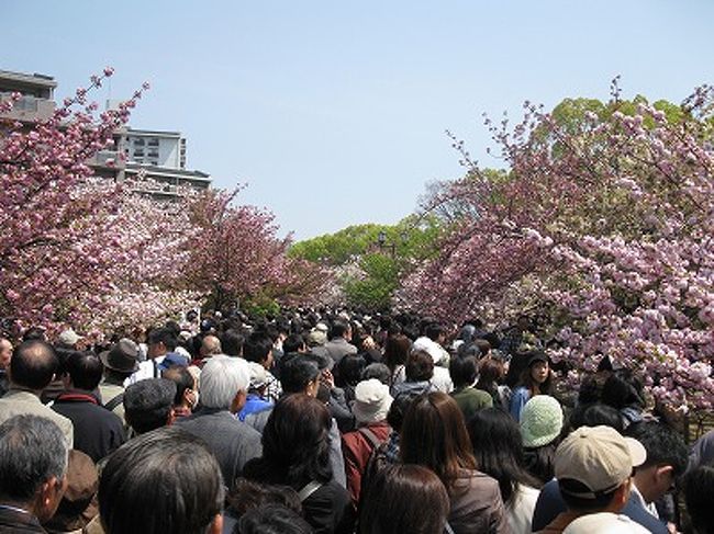 大阪で「桜の通り抜け」始まる | 中国新聞デジタル