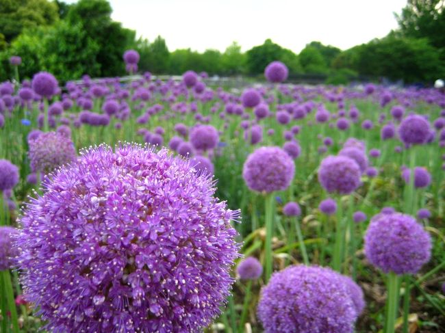 5月下旬の昭和記念公園10 アリウム ギガンチウム等 立川 東京 の旅行記 ブログ By おかかさん フォートラベル