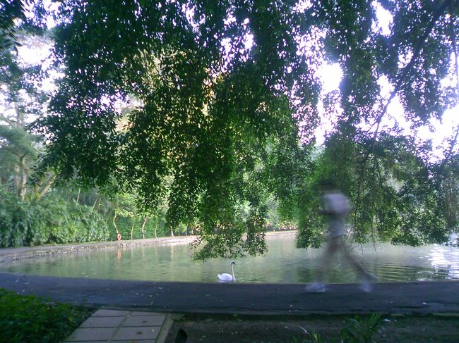 手入れの行き届いた、美しい公園です。<br />白鳥もいます。<br />歩く人、走る人、太極拳やヨガをする人など、いろんな事やってます。私はジョギングと写真撮影。<br />シンガポールは、都会なのに本当に緑が多い街です。