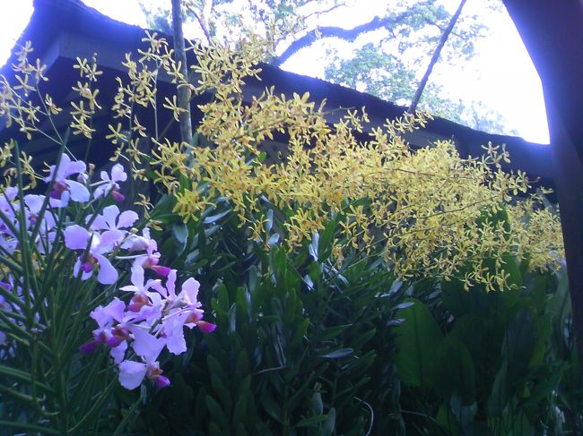 ナショナル　オーキッド　ガーデンはまだ開いてないので、入り口まで。<br />それにしてもこの公園、とんでもなく広い。<br />昼間は暑いので来たくないし、今回の旅行だけでは全部見きれないだろうなあ。<br />明日の朝も来よう。