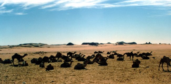 ＜アスワン近郊のらくだ市にて＞<br /><br />３６０度、砂と岩山しかないこんな場所で、ラクダ市が開かれていた。<br /><br />エジプトのラクダは、ヒトコブ・ラクダが主流らしい。<br />