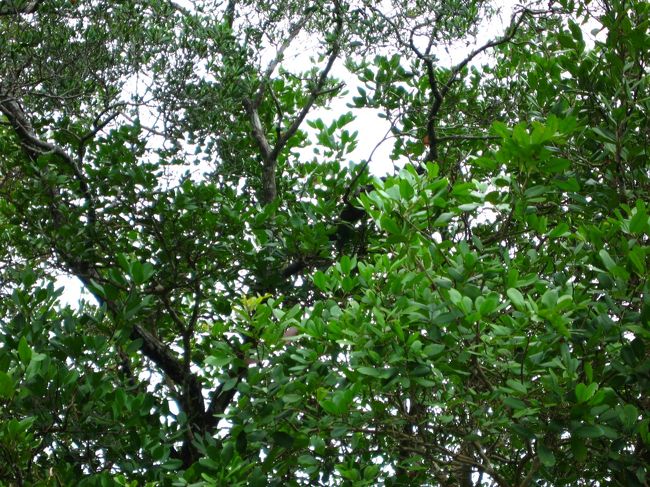 雨あがりだったので蛇が木の上に沢山いた・・・。割と大きい！