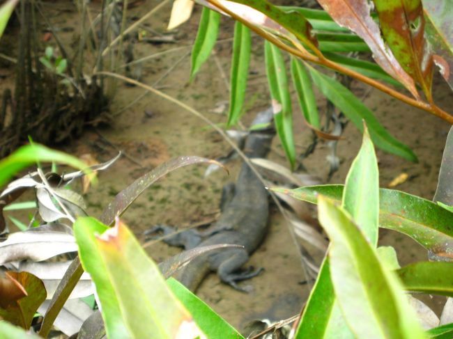 巨大トカゲも。コモドドラゴン？