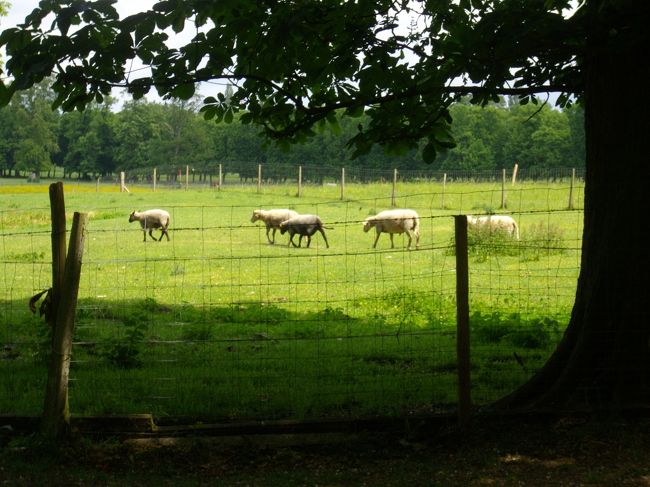 村里近くに牧場もありました。<br /><br /><br /><br />ヴェルサイユ宮殿は、絢爛豪華な宮殿や自然美あふれる庭園に圧倒されとても素晴らしい所でした。