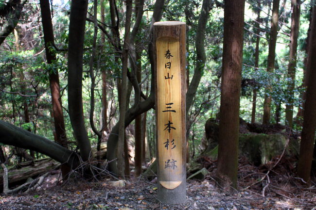 天然記念物 奈良春日山三本杉材 味わい深く