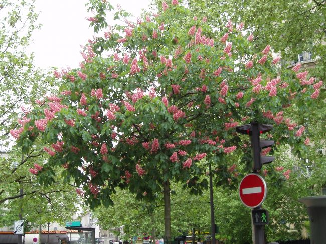 マロニエ（西洋栃の木）の赤花です。