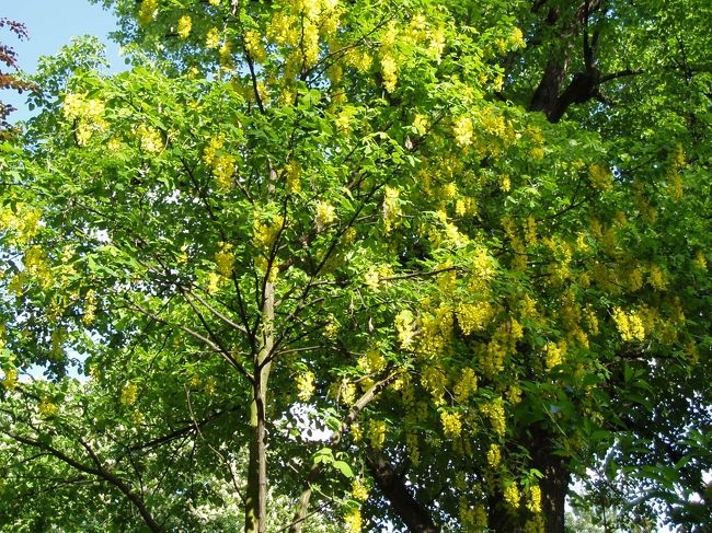 パリできなかったこと。<br /><br />①キャバレーへ行く。<br />②モンパルナスからパリの夜景を見る。<br />③ルーブルのあのピラミッドのライトアップを見る。<br />④コンコルド広場のライトアップを見る。<br />⑤ビストロで夕食を採る。<br /><br />夜遊び関係が全滅でした。夫と来た意味がないじゃん。