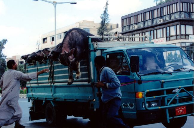 旅日記<br />『カイロ市内で牛の逃亡現場を目撃した日』<br /><br />カイロ市内の交通はかなり気合がいる。<br />信号機が少ない上にモスリムタウン独特の狭い小道を、おおざっぱなアラブ人がアクセルべた踏みで突っ走る殺人道路。<br /><br />小道を横断する場合、まず、向かってくる車が前を通過しない内に一歩踏み出す！<br />そのまま通り過ぎる車の後ろに身体を割り込ませ、次に向かってくる車のドライバーに、すばやくヤンキ-張りのメンタンをきる！<br />気合負けしてドライバーがアクセルを緩める瞬間、道路の中央までジャンプ！<br /><br />さすがに道路横断にも慣れて余裕を持って市内観光できるようになった、ある日、４つのタイヤをつけ、サイズは大型トラック並みの車が爆走していくのに目を奪われた。<br />多分、元は普通のトラックだろう。<br />・・・ボディさえあれば。<br />そう、その車にはボディが見当たらなかった。<br />何処までもフラットな板敷きの前方に、ちょこんと椅子だけが据えられ、ハンドルがにょっきり床から生えている。<br />窓ガラスどころか屋根もドアも見当たらなかった。<br />ある意味、究極のオープンカーなのかもしれない。<br /><br />このすごい車？に感動して足を止めると、信号待ちで一台の車が停車した。<br />これは普通の家畜運搬車だ。<br />・・・普通の。<br /><br />と、「もおぉぉぅ」と、いきなり中の牛が吼えた！<br />（牛でも気合を入れるらしい）<br />「ドガドガッ」と激しい音と共に、巨体が半分程フェンスを乗り越える！<br />「もおぉぉぅ」と、また気合一番！<br />前後左右に身体を揺すり、ロースやヒレの部分は既に外界へと自由を勝ち取った！<br />あとは、あまりうまくない部分の下半身だけなのだが・・・<br /><br />そこに血相を変えて、ドライバーが登場！<br />あまりの出来事に動転しながらも、牛の角を両手でがしっと握り、いきなり牛の頭頂部にジャンピング頭突きを食らわした。<br />（もう、どちらが牛かわからない）<br />しかし、これで牛の動きが停止。<br />（よほど頭突きが効いたのか？）<br />２人がかりで牛を押し込むドライバー達に通行人の拍手が起こる。<br /><br />エジプトはおもろい！<br />下手なコメディ映画を観るぐらいなら、カイロを散歩していた方が絶対良い事を今日学んだ。