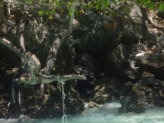 【モンキーアイランド】<br /><br /><br />海上の木の枝に猿がいます。<br /><br />観光客の投げるエサを器用にキャッチしてました。