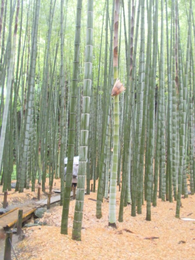 もうここはすでに、有名なお寺の中です。ここは癒されました。素敵ですね。