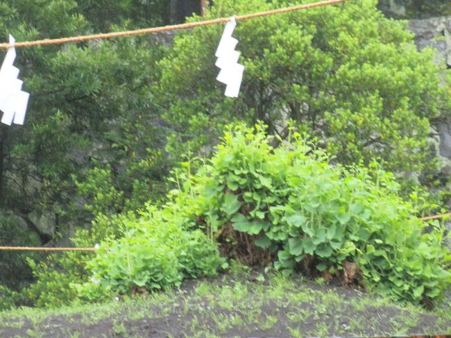 大銀杏･･･育ってきてました。