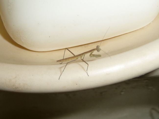 今日はカマキリさんの赤ちゃんが・・・