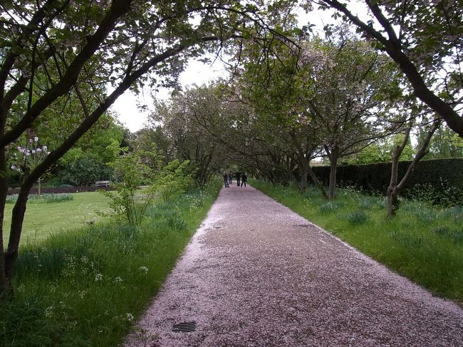 桜並木を発見！！<br />残念ながら散った後でした・・・