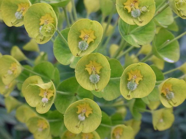 初めて出会ったお花でした。<br />なんとなく不思議だけどかわいらしい☆