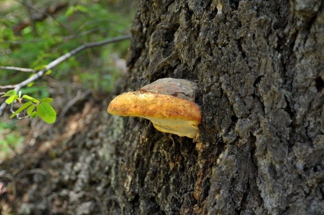 サルノコシカケのようなきのこが・・夕食用に･･･なんて・・・とってきませんでした。<br />