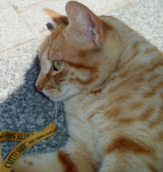 「ムシュー、シルブプレ（これしか言えないフランス語）」<br />初老のウエイターさん（このテーブルの担当）来る。<br />「スペイン語話せますか？(西語）」 「モメント！、（別のウエイターさんに）なんたらかんたら」<br />若いウエイターさんが来る。<br /><br />「あの〜確かではないのですが、この朝食セットにはフルーツジュースがつくのでは？」<br />「ああ、そうですね。（担当のウエイターさんに）なんたらかんたら。ノー・プロブレム」<br /><br />はじめ声をかけた時「なんだっ？」という感じだったの担当ウエイターさんですが、若いウエーターさんから「なんたらかんたら」言われた時は、げっ？と、私たちのテーブルを見て、あわててカウンターに飛んでいきました。<br /><br />で、フレッシュオレンジジュースがやってきました。<br /> すまなそうに置いていきましたが、「すみませんでした」は「なし」です。<br />