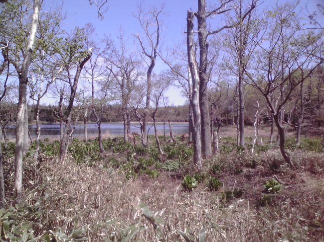 知床五湖の二湖のあたり。