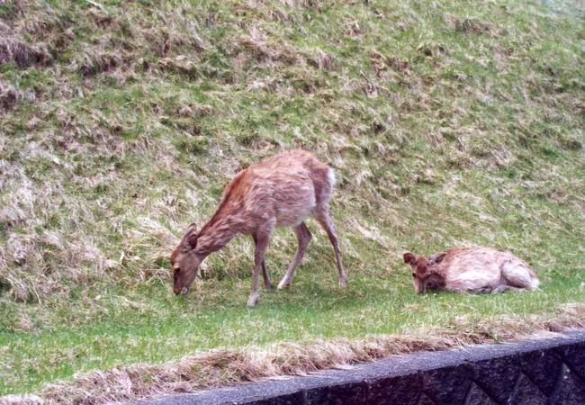 エゾシカだ！