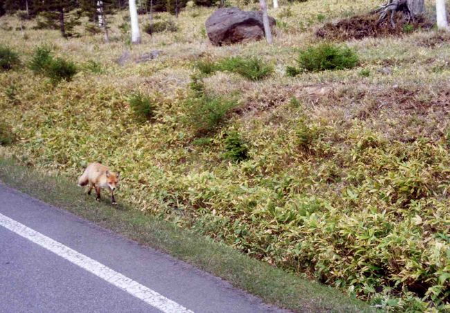 …キタキツネ？