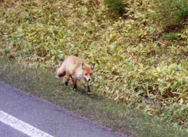 やっぱりキタキツネだ！！！<br />なんてラッキー☆
