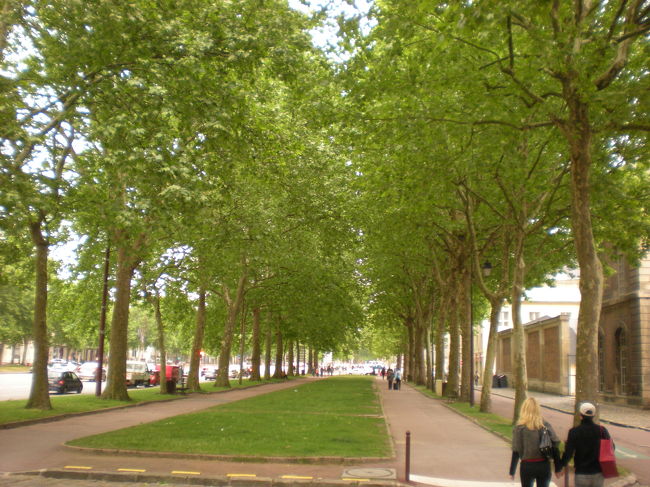 　緑の街路樹、その②