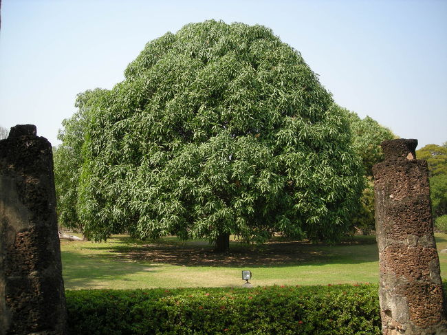 この木なんの木みたいな木がありました。<br /><br />立派です。