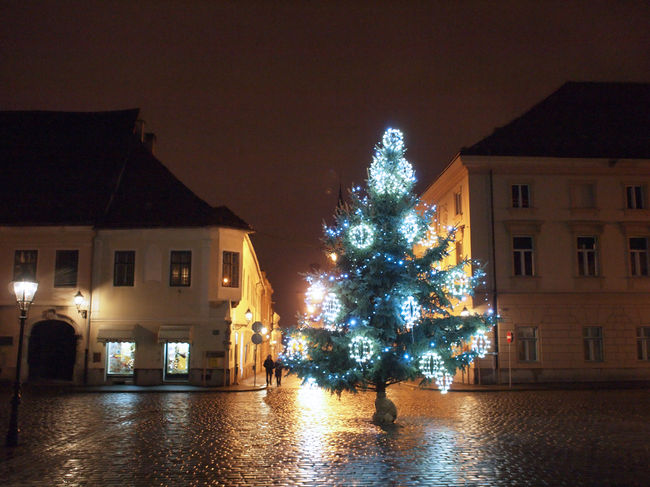 なんだか突然の感じがするツリー。聖マルコ教会の前の広場にて。