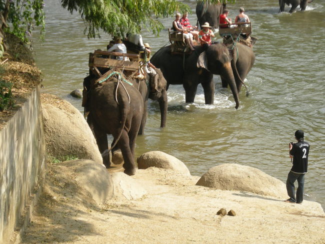 次は象に乗ってトレッキング。<br /><br />象の行列です。<br />川を渡るところ。