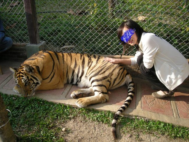 でも大きいトラはまじこえー。