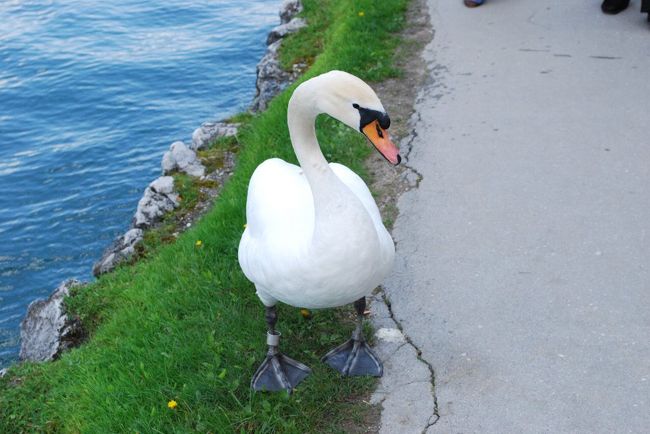 これはコブハクチョウ？