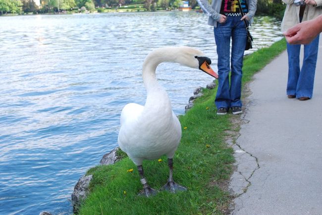 観光客が群がってエサを与える図。