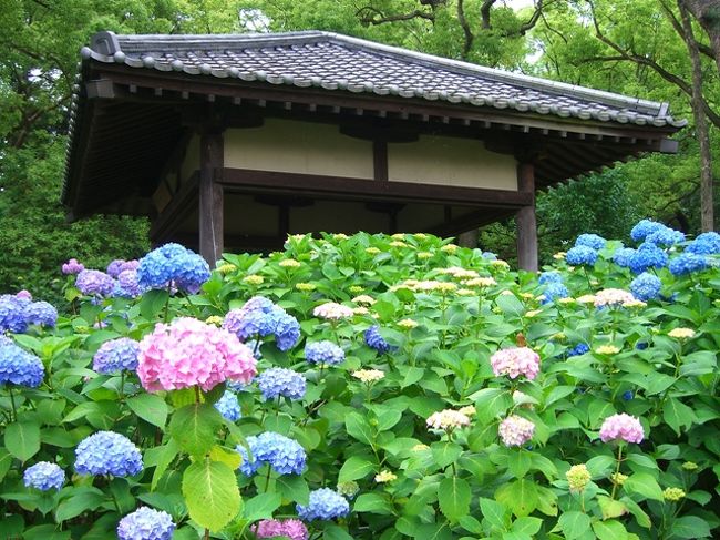 藤森神社 あじさい紀行 伏見 京都 の旅行記 ブログ By あららーさん フォートラベル