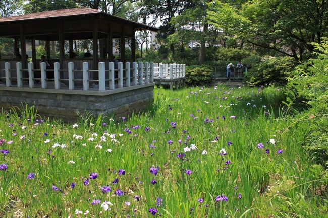 大鳥大社の花菖蒲、　蜻蛉池の紫陽花とバラ　天候不順で今年は変です。