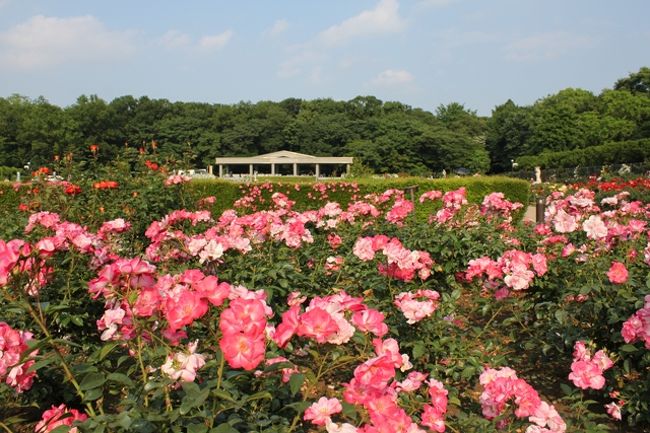 神代植物公園のバラと深大寺 調布 狛江 東京 の旅行記 ブログ By あららーさん フォートラベル 神代植物公園のバラと深大寺 調布 狛江 東京 の旅行記 ブログ By あららーさん フォートラベル