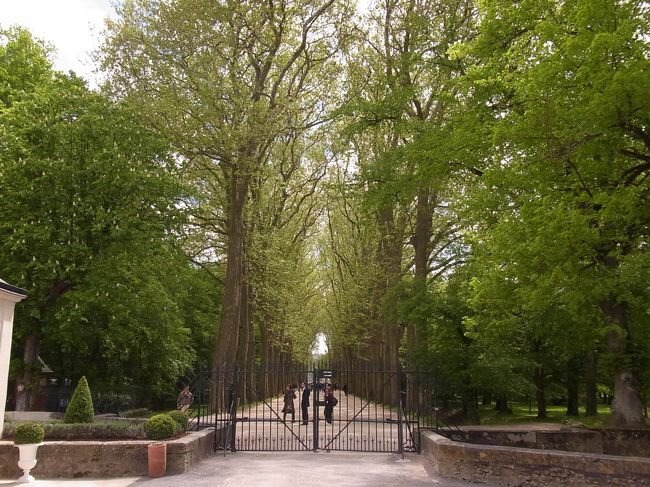 お城までの並木道。<br />とーーーっても背の高い木々が出迎えてくれます。