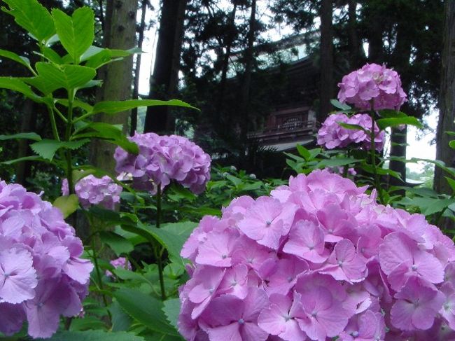 北鎌倉 円覚寺でリス 明月院で紫陽花 浄智寺で澁澤龍彦の墓参り 鎌倉 神奈川県 の旅行記 ブログ By だんぞうさん フォートラベル