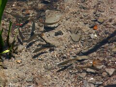 上高地温泉ホテル前の清流でー