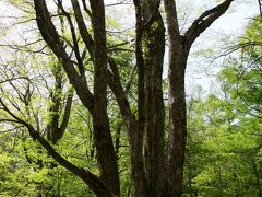 上高地を歩いていると、頭上からは鳥のさえずりが降ってきます(^O^)／


一番良く聞こえたのはウグイス。
明神橋から河童橋へ戻る途中、姿を頻繁に見せてくれましたヽ(^o^)丿


次によく聞こえたのがオオルリ。
こちらは、残念ながら姿を拝見することはできませんでしたが…。


あとは、シジュウカラもよく鳴いていました〜(^○^)
