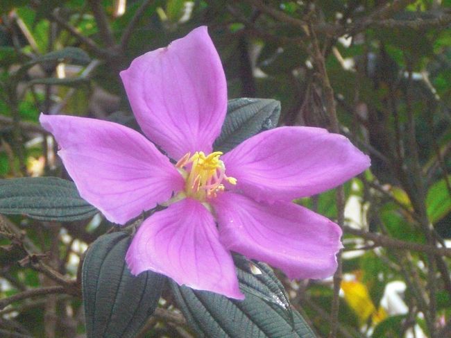 キナバルバルサム