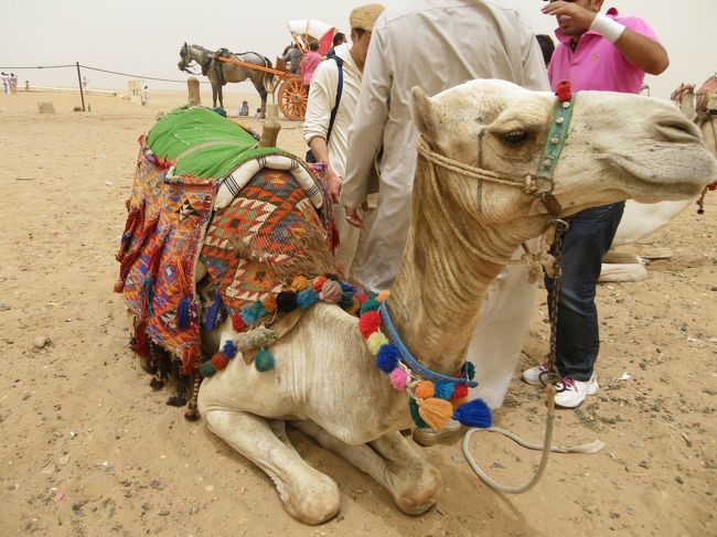 このラクダの得意げな顔がお気に入り(笑)<br /><br />ピラミッドのツアーは、あたし達以外にもう1組いて、新婚旅行のカップルさんでした。<br />エジプトに来る前に、アフリカを周ってきたんだとか！サファリも行って、すごく良かったよって言ってました。<br />新婚さんカップルは、もうツアーの一部にラクダに乗るのが含まれていたみたいですが、あたし達はつけていなかったのでここで乗ることに♪<br />＄5で、10Ｍほど歩いて写真を撮ってもらえるっていう内容でした。<br />ギザ・カイロでは、エジプトポンドもいいんですが米ドルがかなり使える、というか便利なので米ドルももっと持っていけば良かった＞＜。<br />あたしが持っていた最後の＄5札がちょっと破けていて、それは両替でもここでも受け取ってもらえず…25£Ｅ払いました。<br /><br />ラクダは、乗るときも乗っている時も全然恐くなかったけど、降りるときが前にガクっとなってちょっと恐かったかなぁ〜（＾＾；<br />ちなみに、ラクダ引きの少年が写真を撮ってくれたんですが、めっちゃ下手だった〜＞＜<br />顔写ってないし!!!(笑)　それなのに、あたしとあっちゃん2つのカメラを頼んだから、プラス料金を取ろうとしてきたんですよ〜上手ければあげてもいいけど…これで？って思ってたら、おじさんみたいな人が「いらないよ」って言ってくれて、結局は払わずにすんだのですが。<br />たぶん、ヒーマさんがいつもこのおじさんのラクダを使っているっぽくて、プラスで取られなかったのはヒーマさん効果のようでした♪